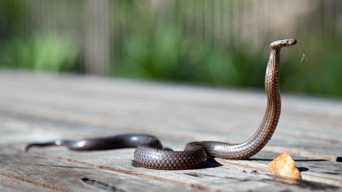 sonhar com cobra